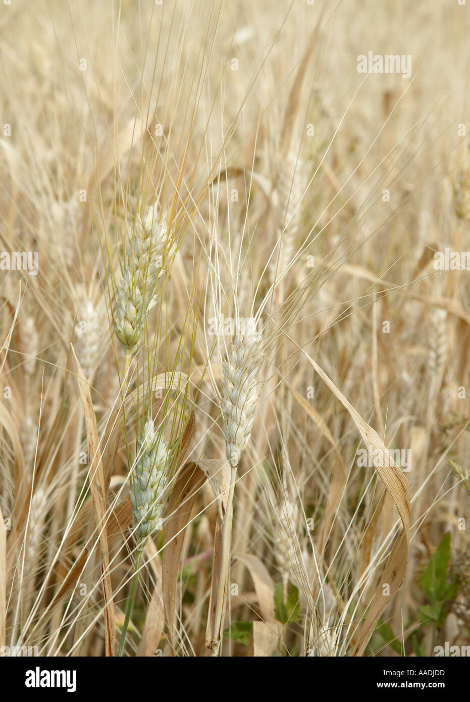 Close up of commercial agriculture subventionnée européenne récolte d'orge au début de l'été Banque D'Images