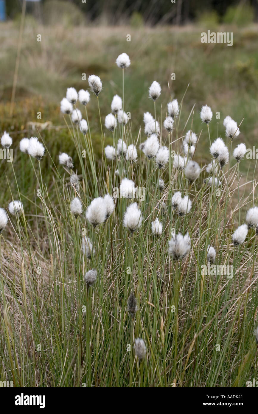 L'herbe ou de coton en fleur queue lièvres Eriophorum vaginatum Kielderwater UK Banque D'Images