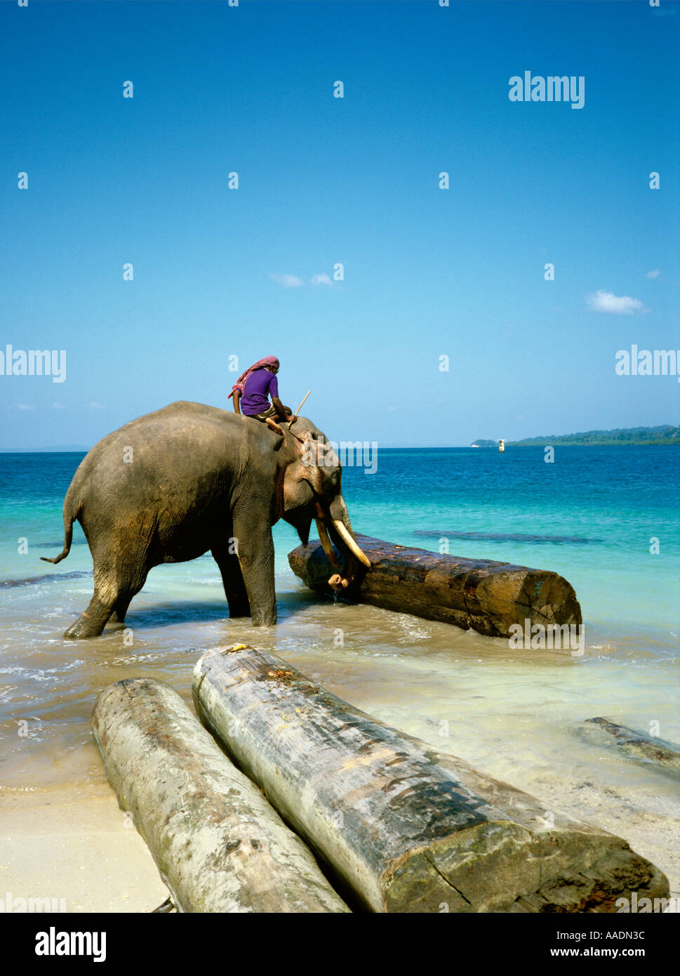 L'Inde Iles Andaman Havelock déménagement des éléphants de mer pour faire les journaux de raft Banque D'Images