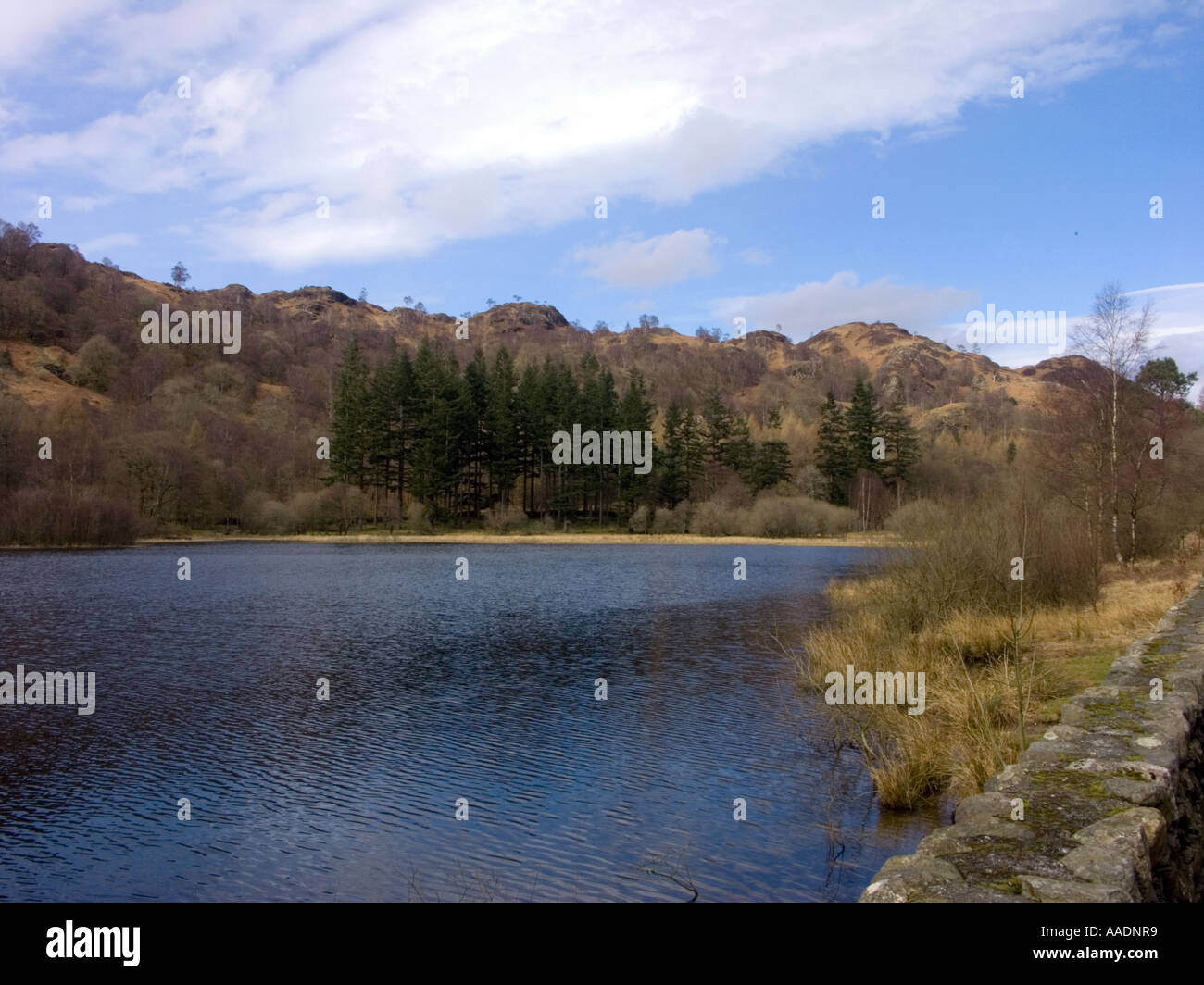 Yew Tree Tarn près de Coniston Cumbria Banque D'Images