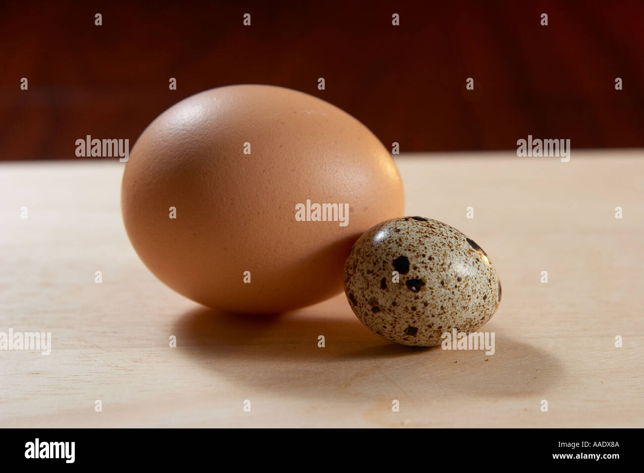 Le poulet et les Œufs de caille commune Banque D'Images