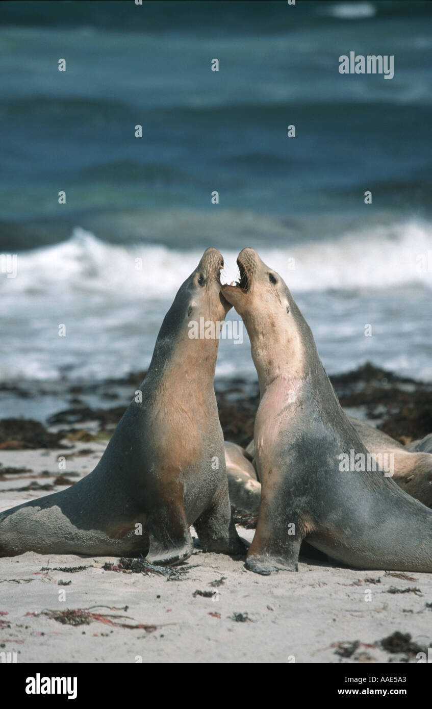 Deux joints sur Kangaroo Island Australie Banque D'Images