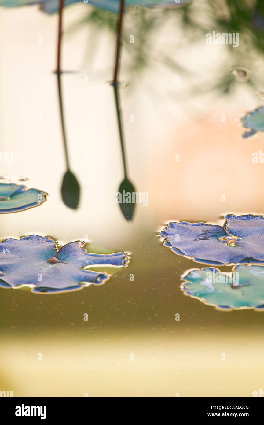 La réflexion de lily dans l'étang de lilly, Rajasthan, Inde Banque D'Images