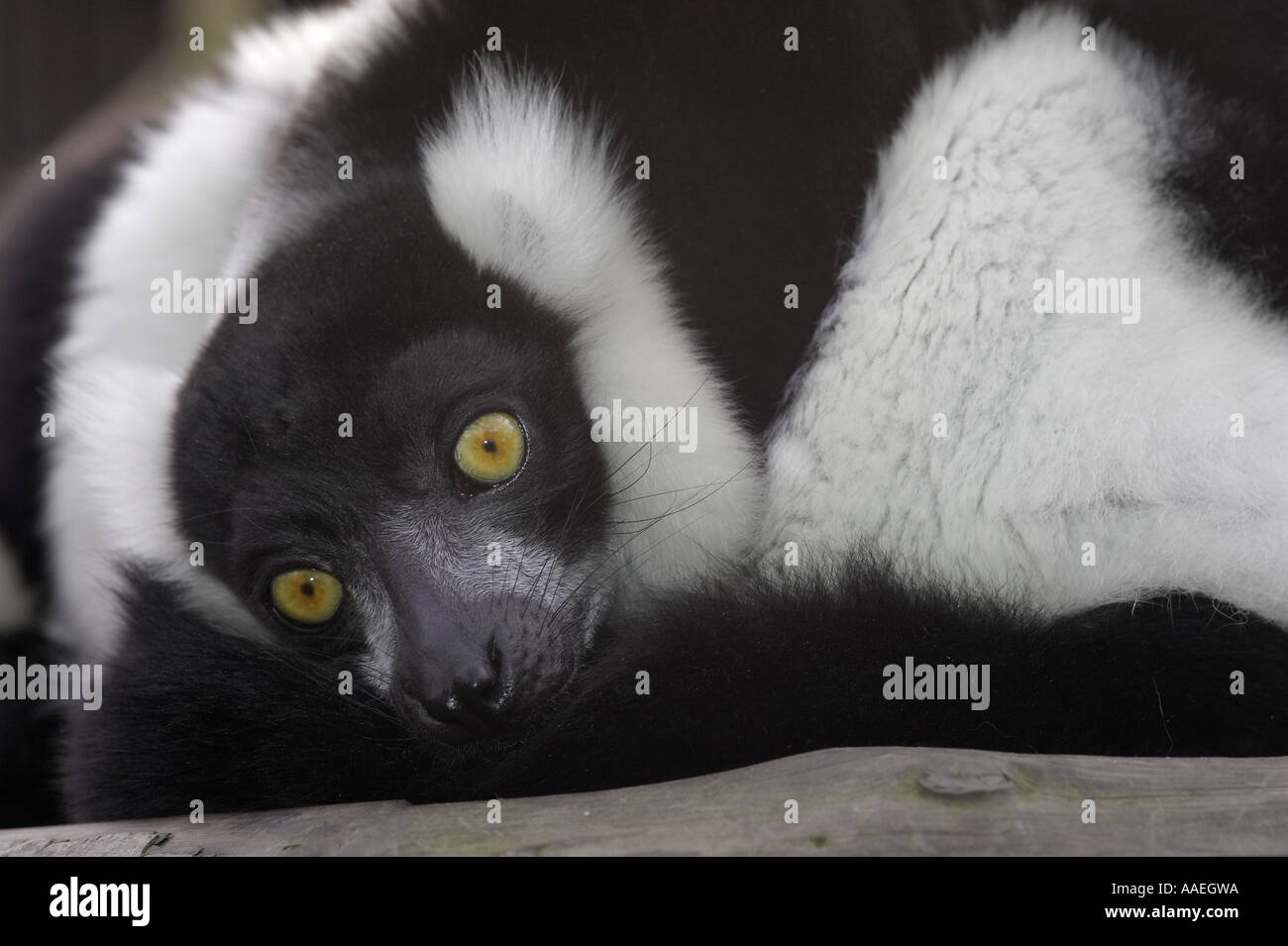 Un seul adulte noir et blanc Gélinotte Lemur (Le Varecia variegata) couché et de regarder directement la caméra. Banque D'Images