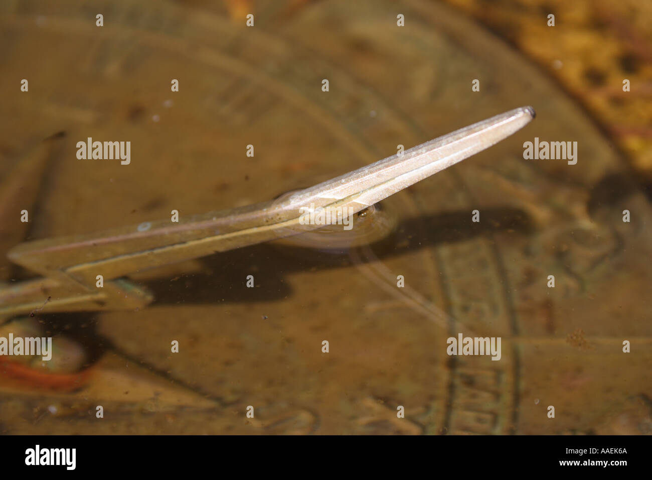 Un cadran solaire enterré DANS LA BOUE BAPD1841 Banque D'Images