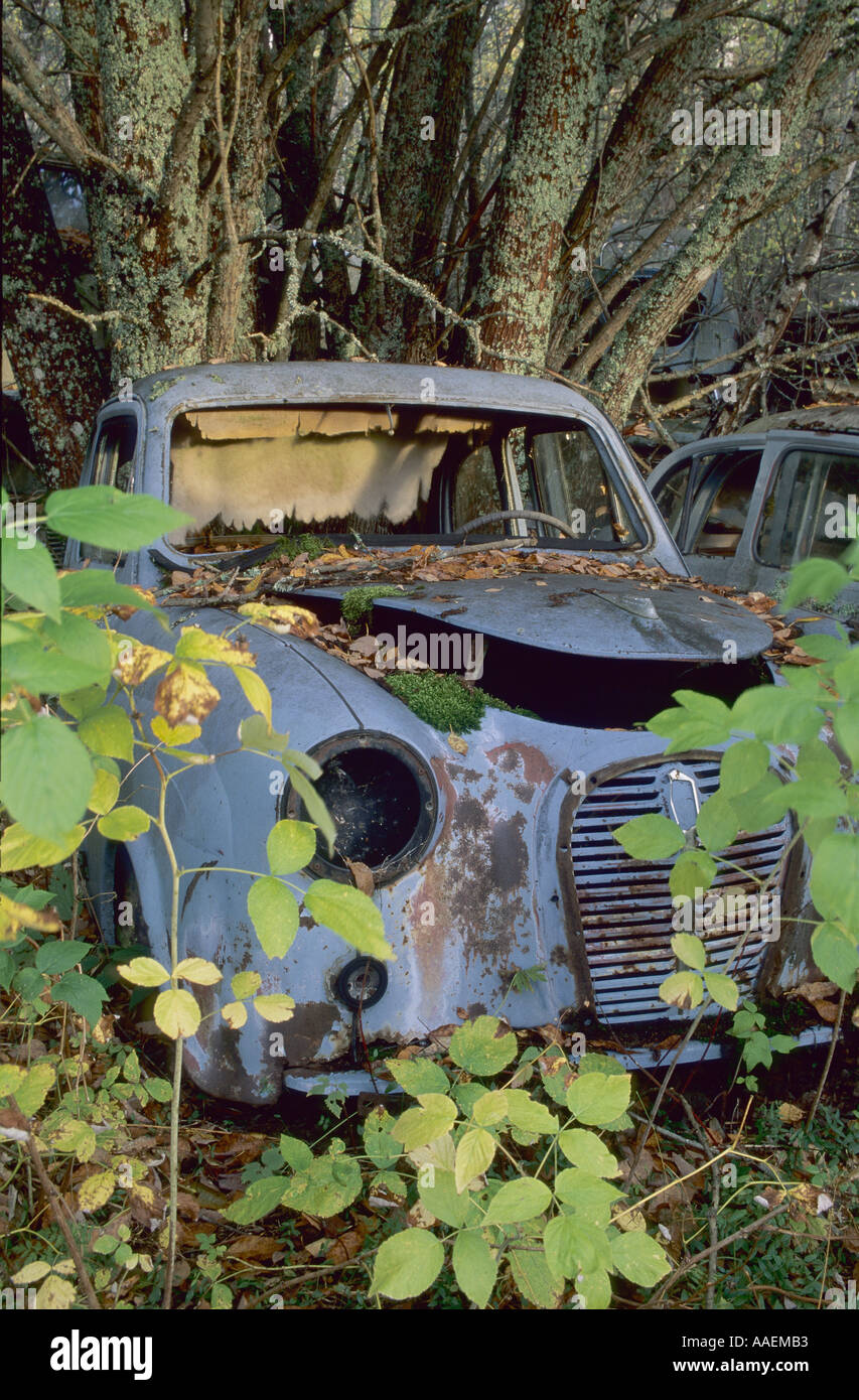 Vieilles voitures abandonnées dans les bois de la Suède Banque D'Images