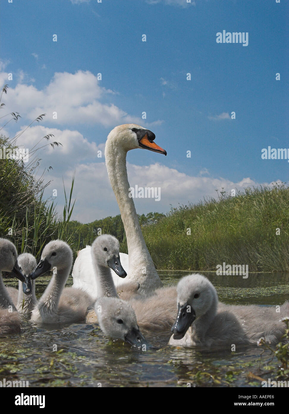 Cygne muet avec les poussins. (Cygnus olor) Banque D'Images
