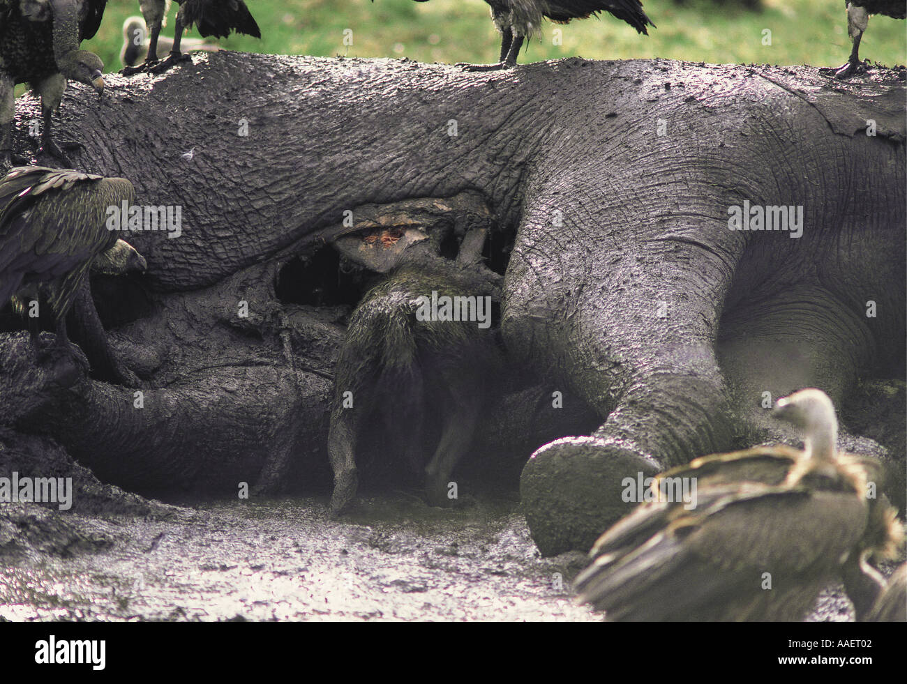 L'Hyène tachetée et blanc soutenu les vautours se nourrissent d'une dead elephant Banque D'Images
