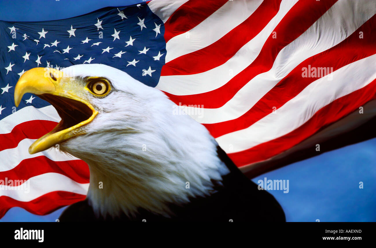 L Aigle Et Drapeau Americain Photo Stock Alamy