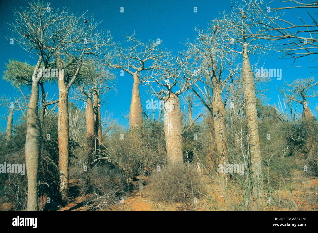 Diverses espèces de baobab en forêt épineuse près de Toliara Tuléar le sud de Madagascar Banque D'Images