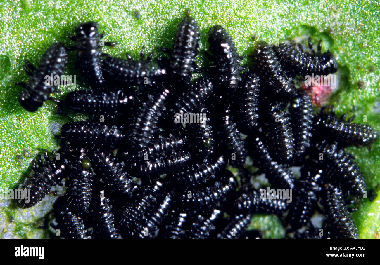 Les larves nouvellement écloses de septième place ladybird Banque D'Images