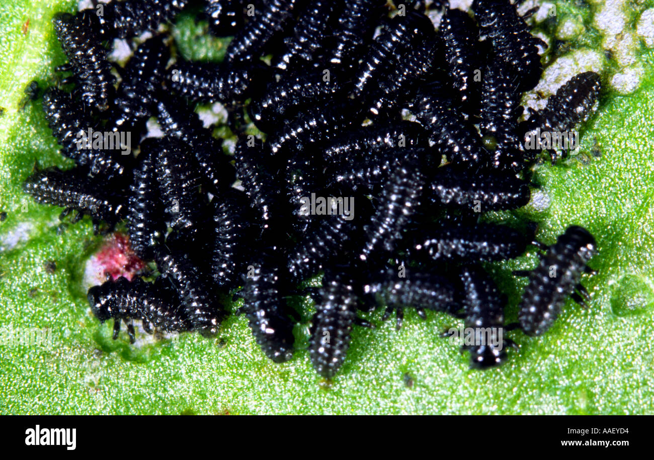 Les larves nouvellement écloses coccinelle Banque D'Images