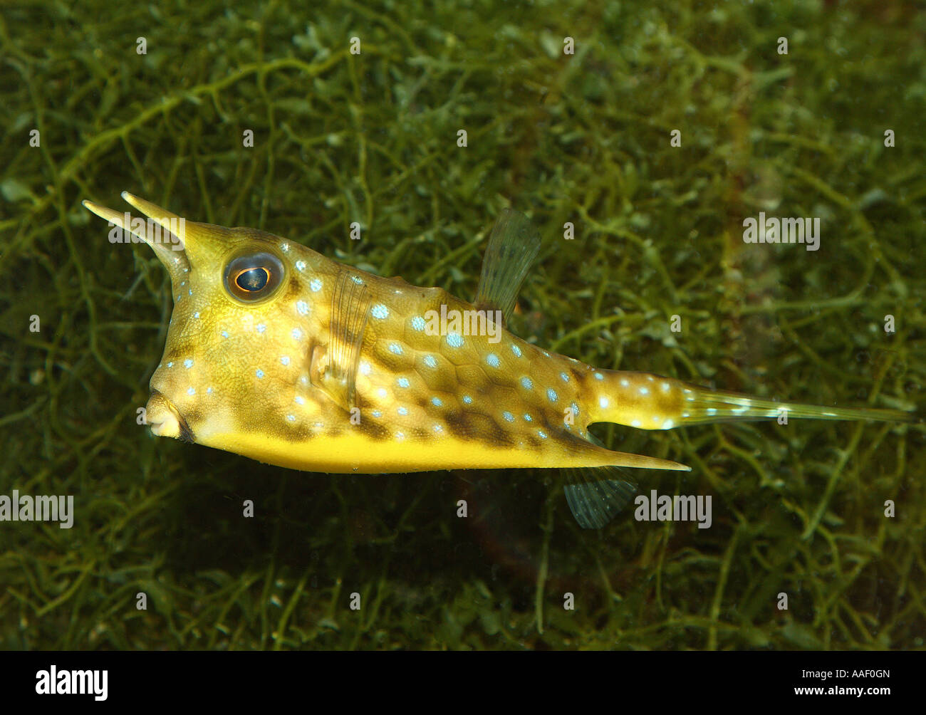 Longhorn cowfish / Lactoria cornutus Banque D'Images