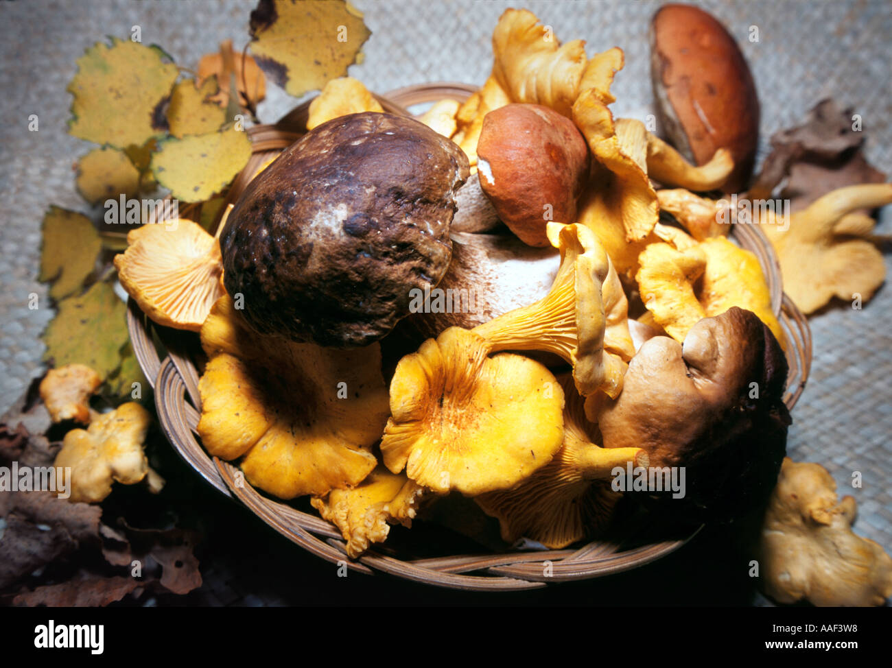 Des champignons comestibles dans Panier Banque D'Images