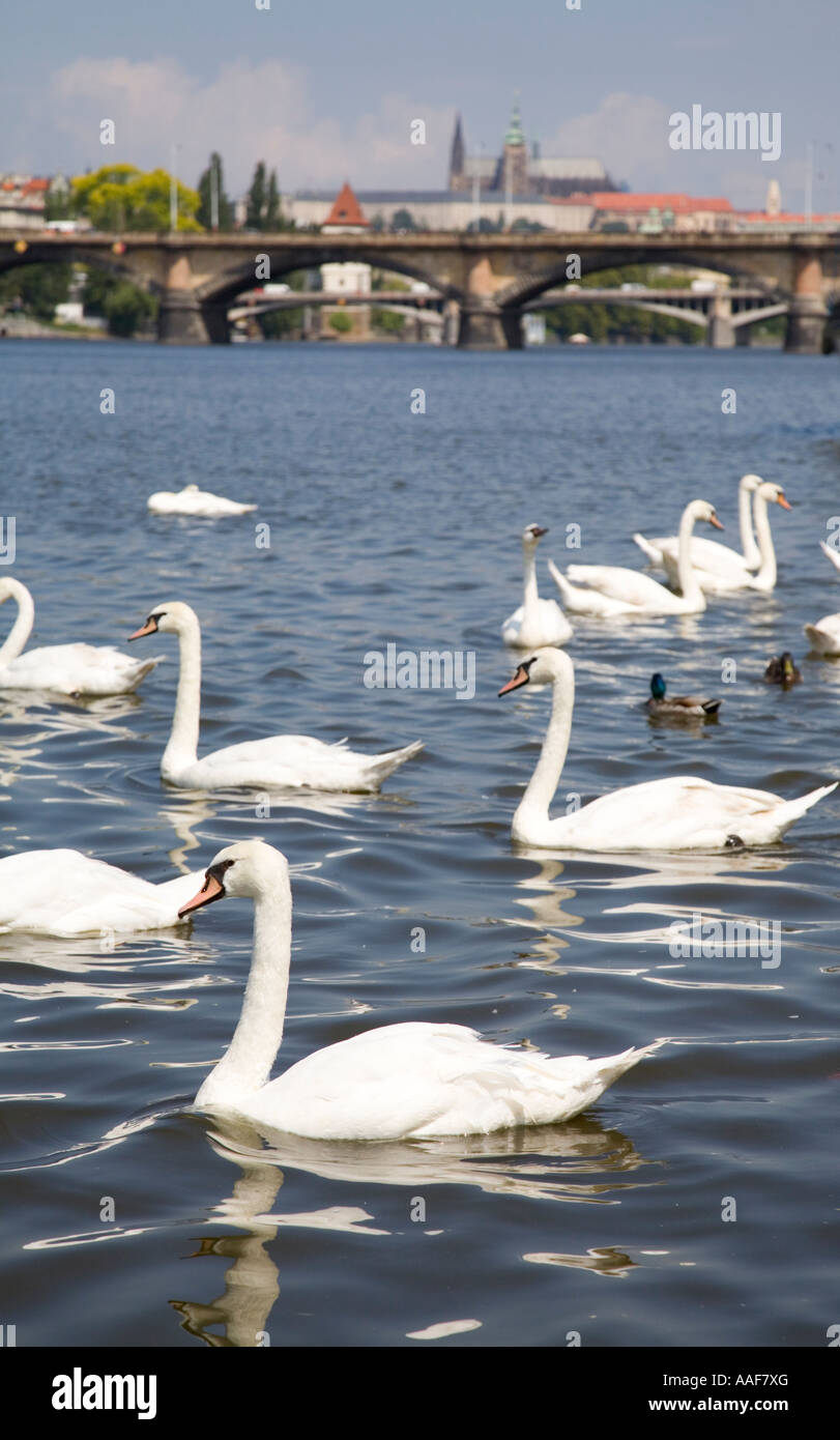 Cygnes sur la rivière Vltava, Prague, République Tchèque Banque D'Images