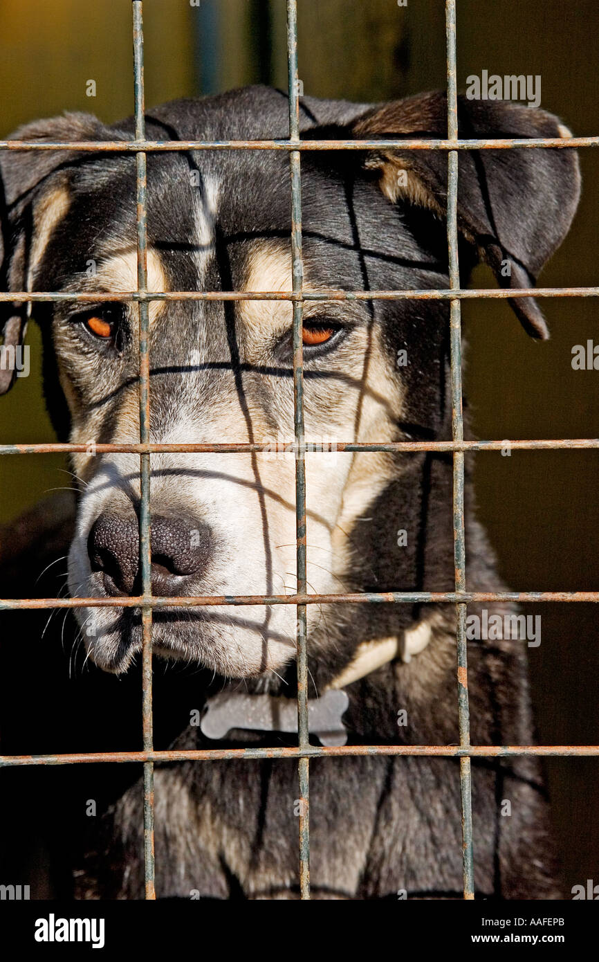 Chien dans une société animale de protection Banque D'Images