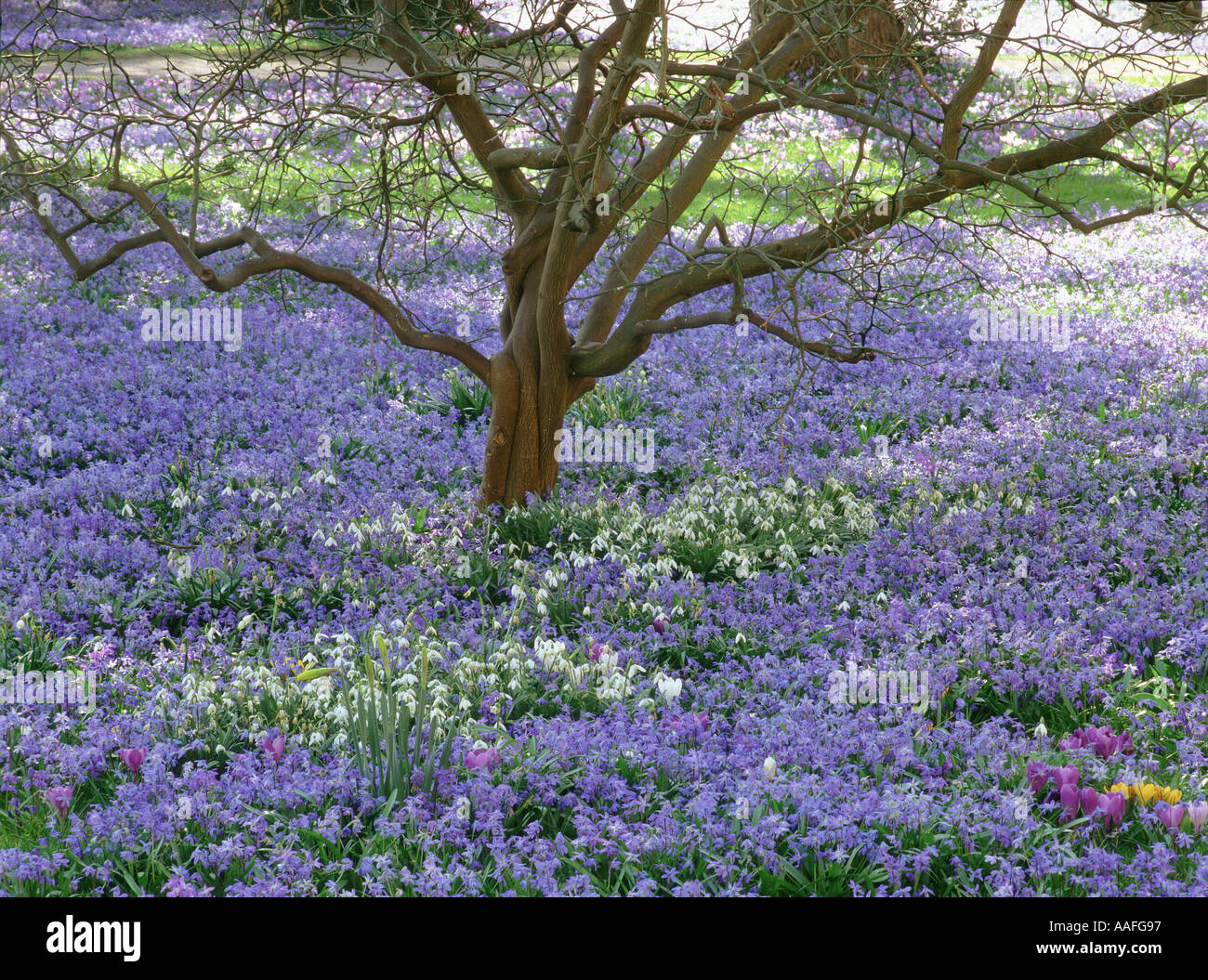 Fleurs bleues (Scylla) formant un tapis sous un arbre au printemps Banque D'Images