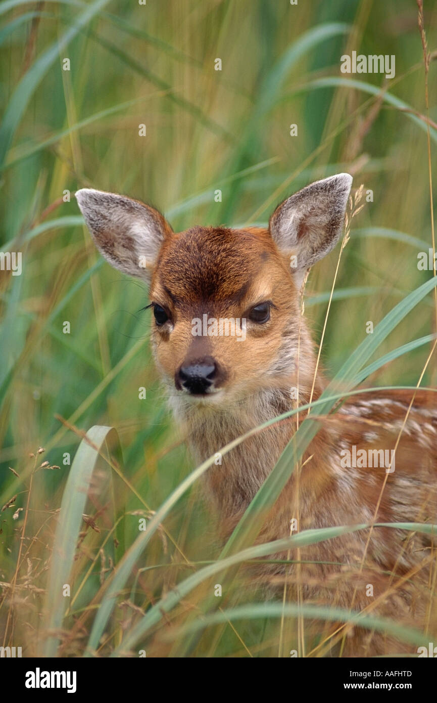 Blacktail deer fawn debout dans l'herbe d'été Alaska Alaska SC Banque D'Images