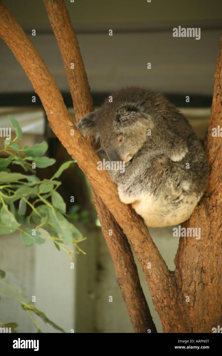 Koala dormir à Tarong Zoo, Sydney, Australie Banque D'Images