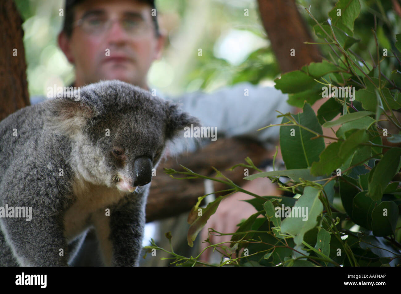 Un koala malades nourris à coups de vitamines le Zoo Taronga, Sydney, Australie Banque D'Images