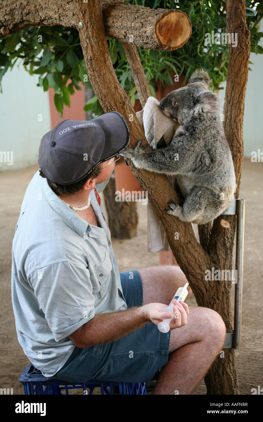 Un koala malades nourris à coups de vitamines le Zoo Taronga, Sydney, Australie Banque D'Images