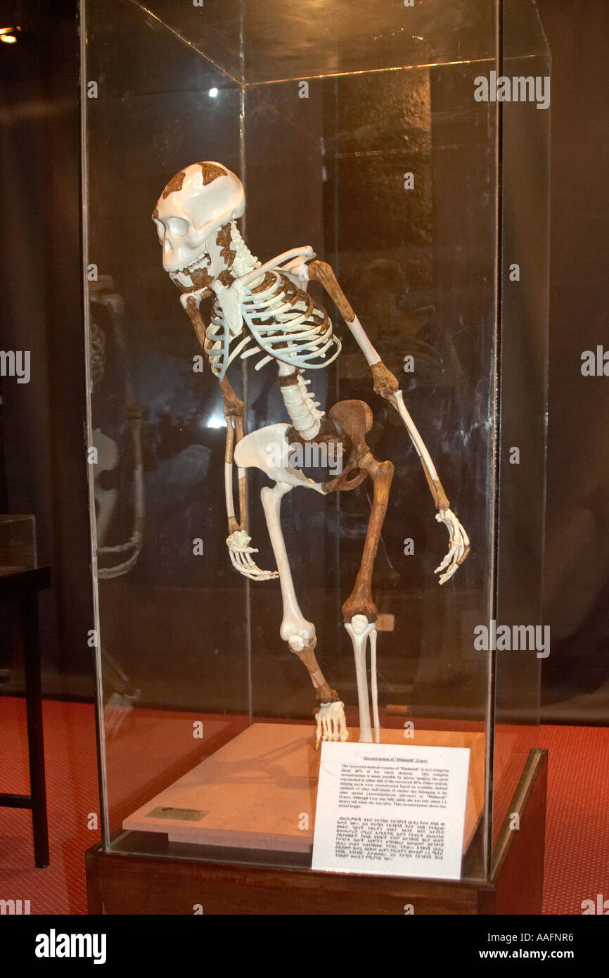 Des répliques de 2m 3 ans os de réelles ou merveilleux tour Dinkinesh Ethiopia, Australopithecus afarensis Lucy Banque D'Images