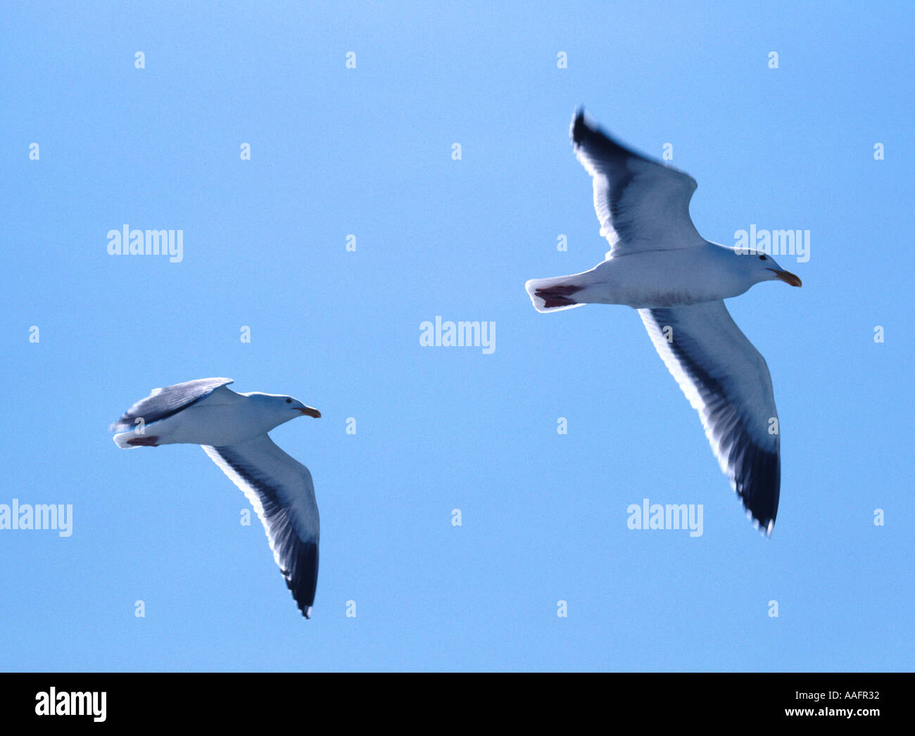 1116 Deux mouettes survolant la baie de San Francisco California USA Banque D'Images
