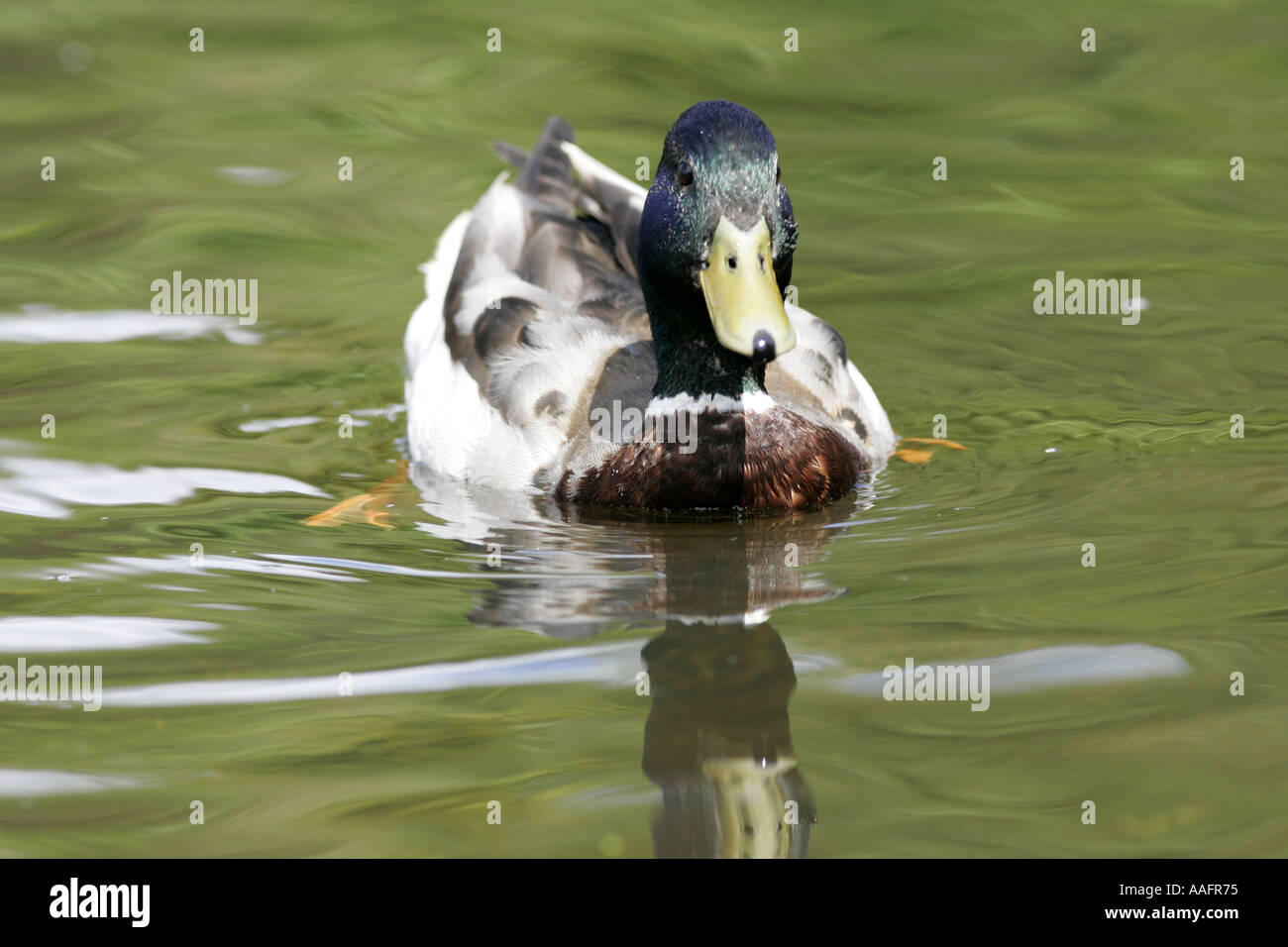 Anas platyrhynchos Canard colvert mâle natation castle espie comté de Down en Irlande du Nord Banque D'Images