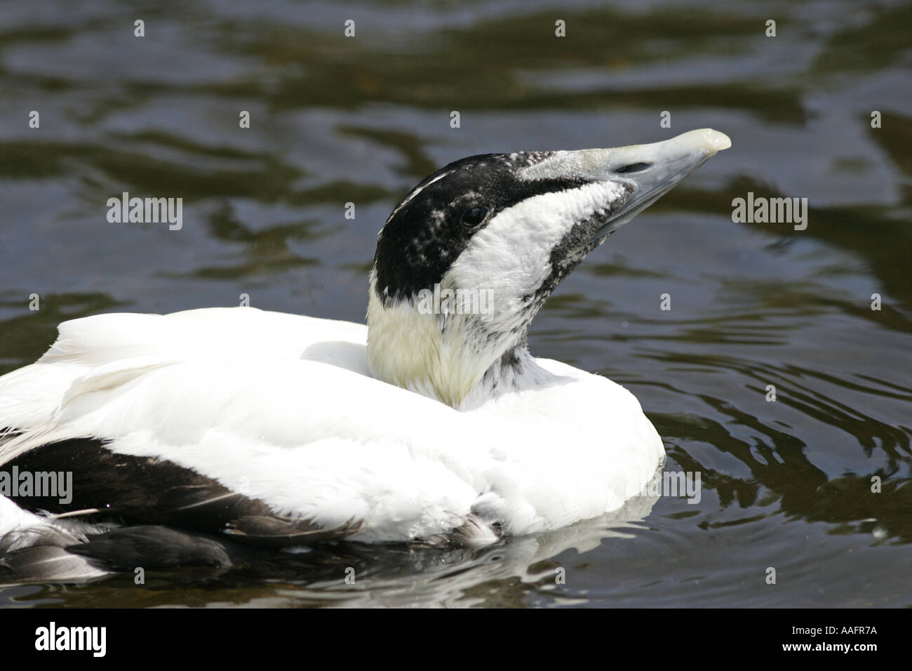 Canard Eider à duvet Somateria mollissima castle espie comté de Down en Irlande du Nord Banque D'Images