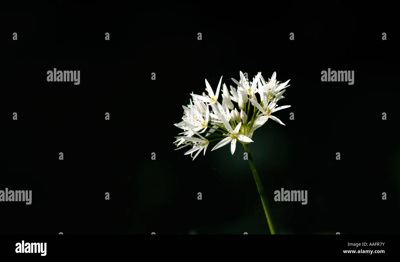L'ail sauvage en fleur aussi connu comme rançons est une espèce d'oignon sauvage trouvé dans toute la Grande-Bretagne Allium ursinum Banque D'Images