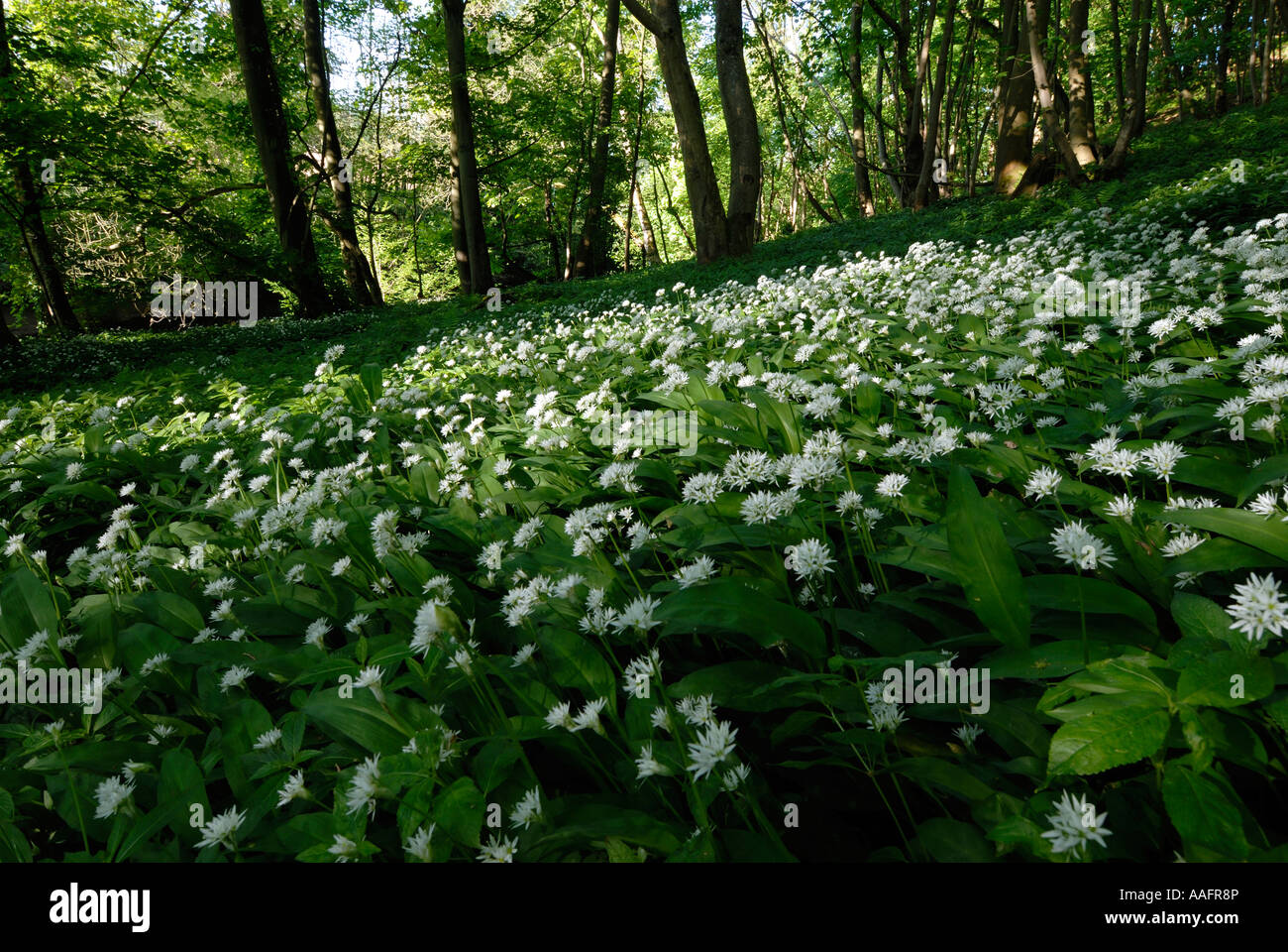 L'ail sauvage en fleur aussi connu comme rançons est une espèce d'oignon  sauvage trouvé dans toute la Grande-Bretagne Allium ursinum Photo Stock -  Alamy