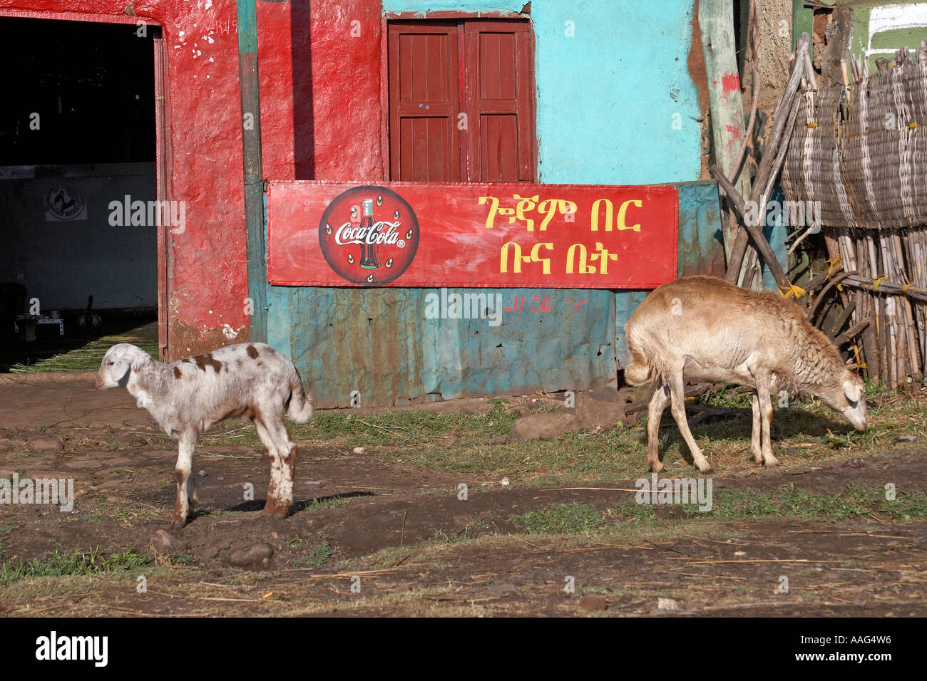 Les moutons avec Coca Cola signes dans village de Dejen près de Shafartak Afrique Ethiopie pont Banque D'Images