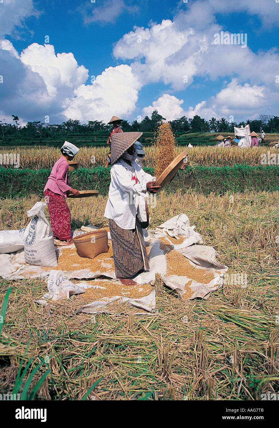 Les femmes de la récolte du riz à Bali, Indonésie. Banque D'Images