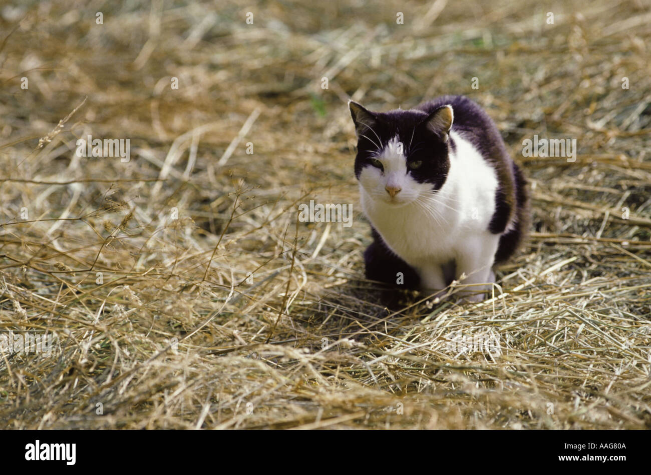 Les tiges d'un chat sa proie dans la campagne anglaise Banque D'Images