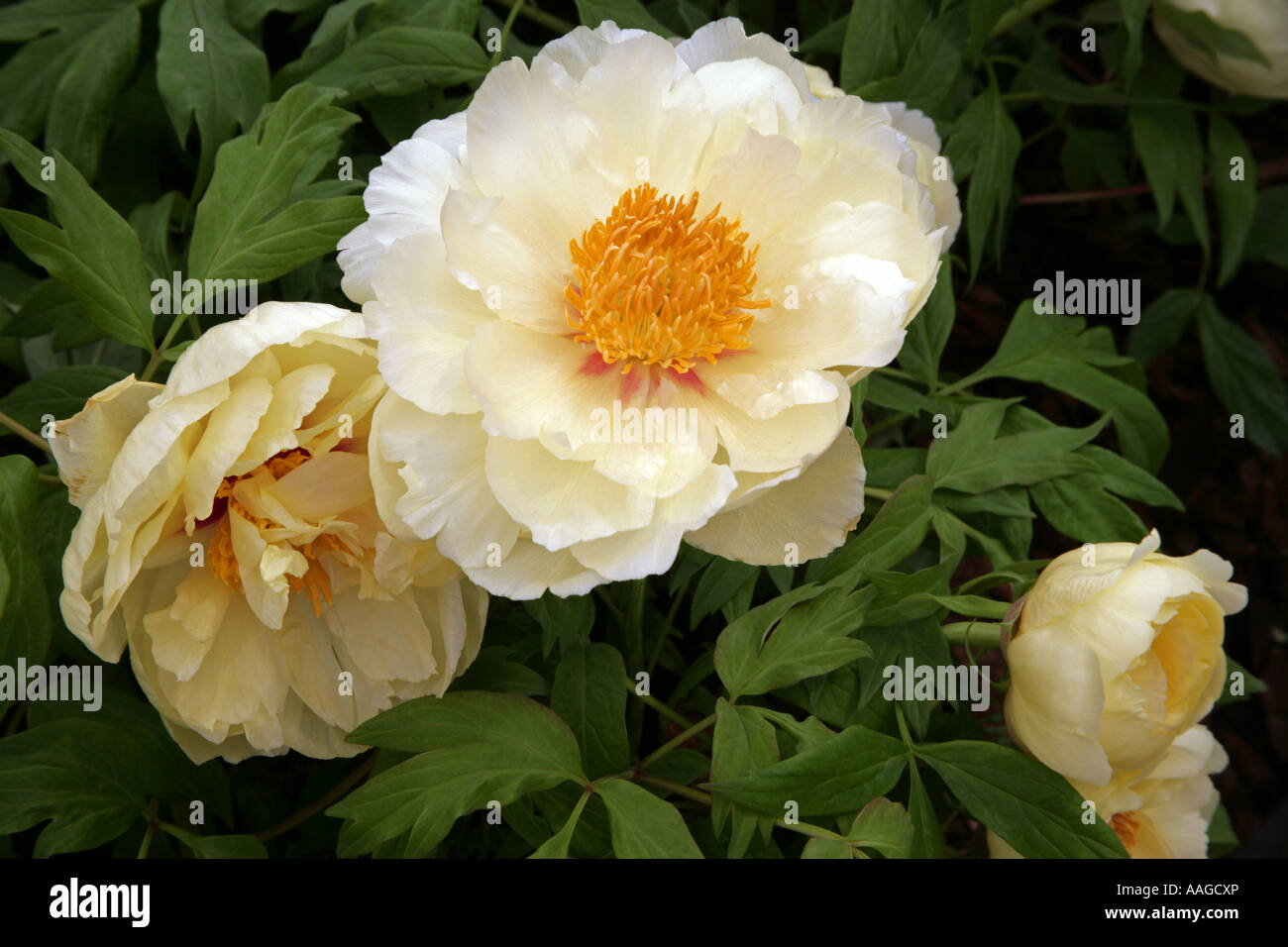 Paeonia High Noon Banque D'Images