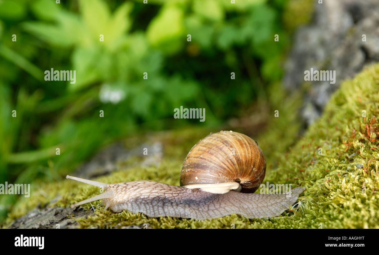 L'Europe d'escargots Helix aspersa Banque D'Images