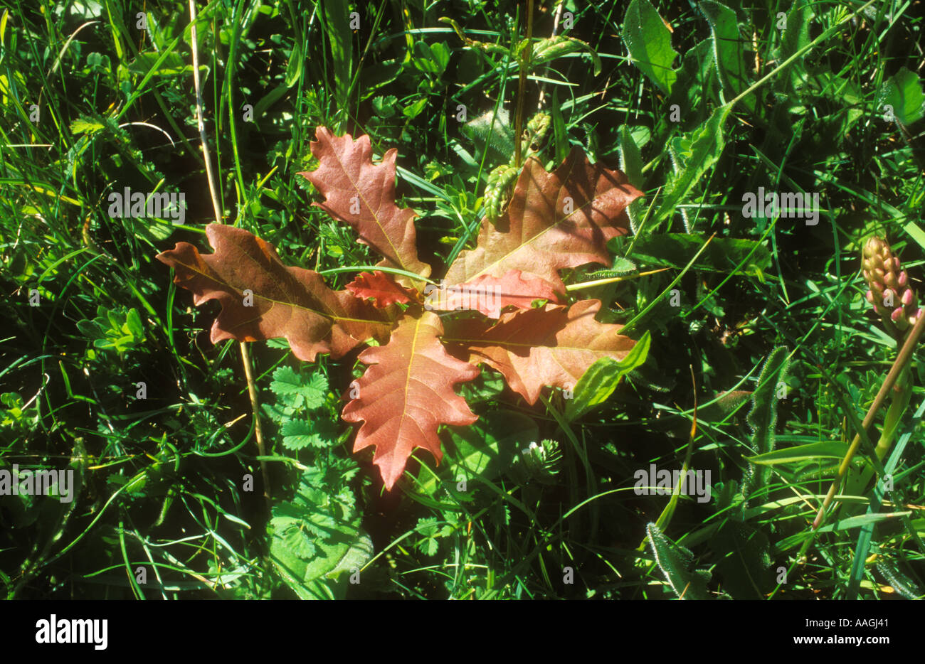 Feuilles fraîches de semis de chêne français Banque D'Images