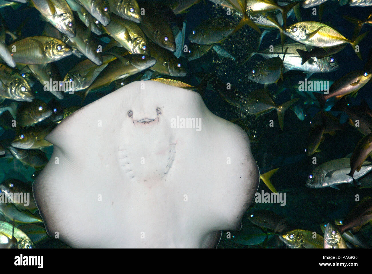 Ray Taeniura meyeni marbré entouré de valets Caranx sp aquarium de Busan Busan Corée du Sud Banque D'Images