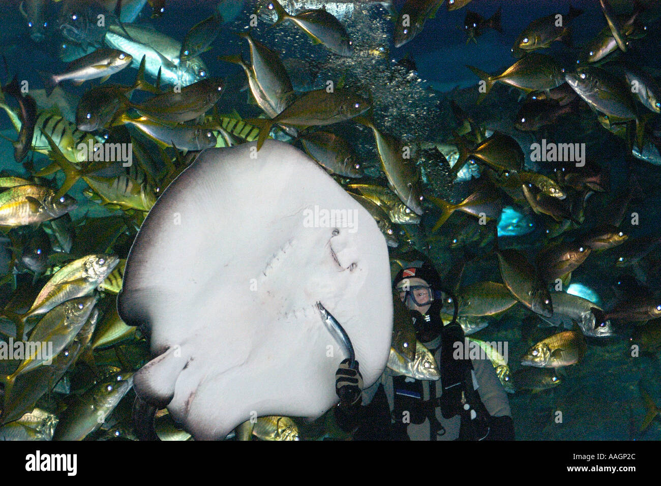 Ray Taeniura meyeni marbré alimenté par scuba diver nage contre le verre de l'aquarium pour éviter hungry jacks Caranx sp Busan Corée Banque D'Images
