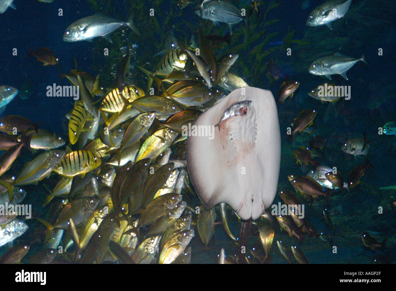 Ray Taeniura meyeni marbré en appui sur le verre de l'aquarium pour manger et éviter la concurrence d'Hungry Jacks Caranx sp Corée Banque D'Images