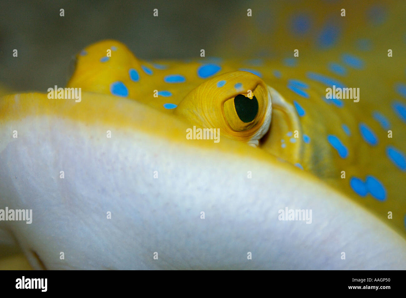 Poisson yeux bleus Banque de photographies et d’images à haute — free download