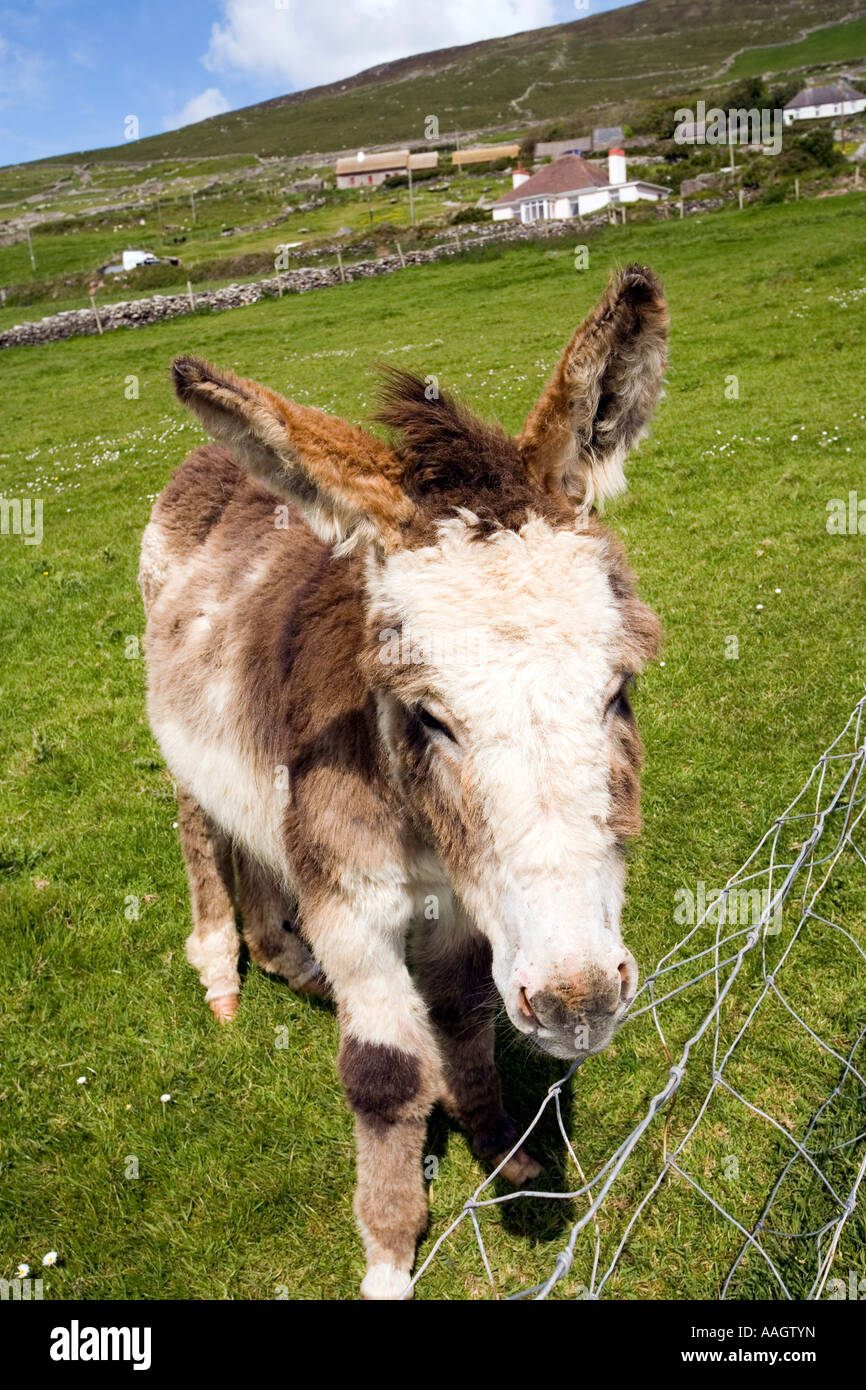 Le Comté de Kerry Irlande Péninsule de Dingle Slea Head âne dans le champ à Dunbeg Fort Banque D'Images