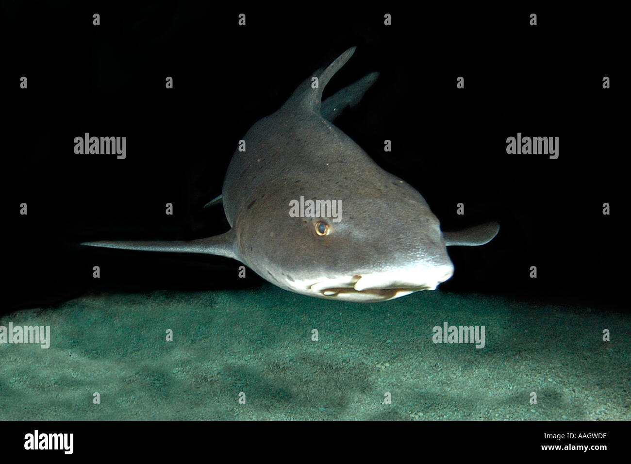 Requin nourrice fauve Nebrius ferrugineus Indo pacifique allant de l'Afrique de l'est à la Polynésie française et le Japon à l'Australie Banque D'Images