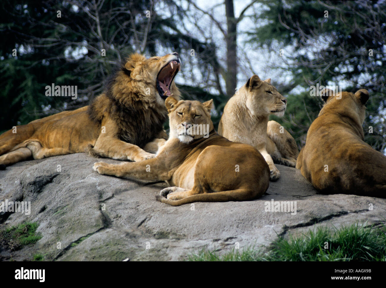 Lions sur rocher Banque D'Images