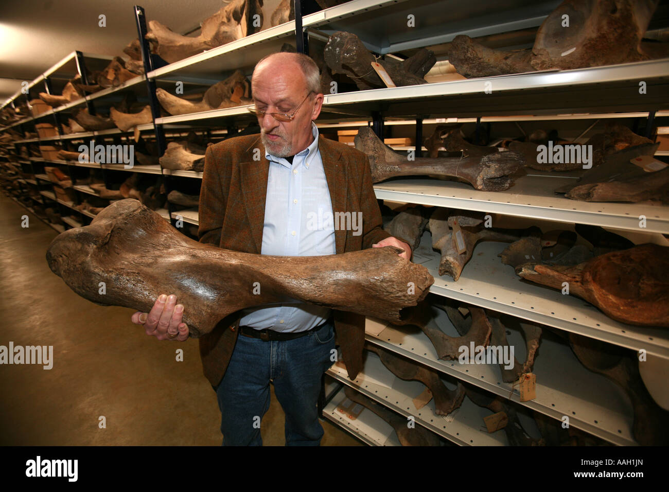 Paleonthology étudie l'histoire de la vie sur terre Museum Naturalis Leiden en usage éditorial uniquement aucune publicité négative Banque D'Images