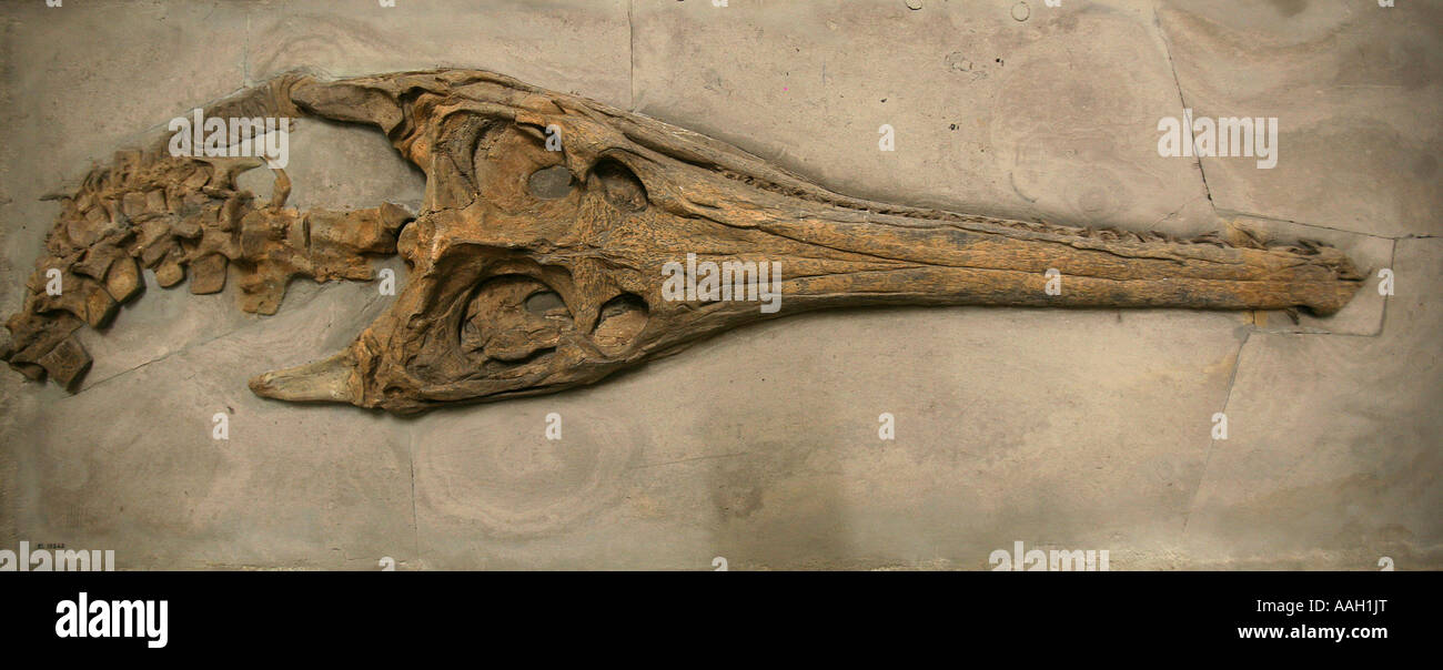 Paleonthology étudie l'histoire de la vie sur terre au musée Naturalis Leiden editorial Utilisez uniquement Banque D'Images
