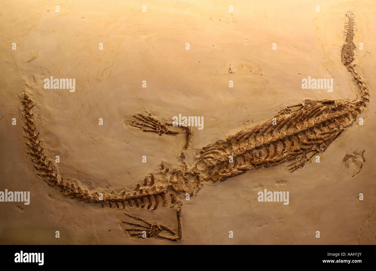 Paleonthology étudie l'histoire de la vie sur terre au musée Naturalis Leiden editorial Utilisez uniquement Banque D'Images