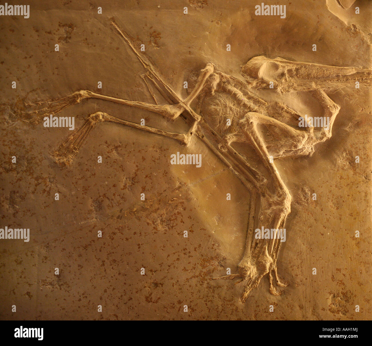 Paleonthology étudie l'histoire de la vie sur terre au musée Naturalis Leiden editorial Utilisez uniquement Banque D'Images