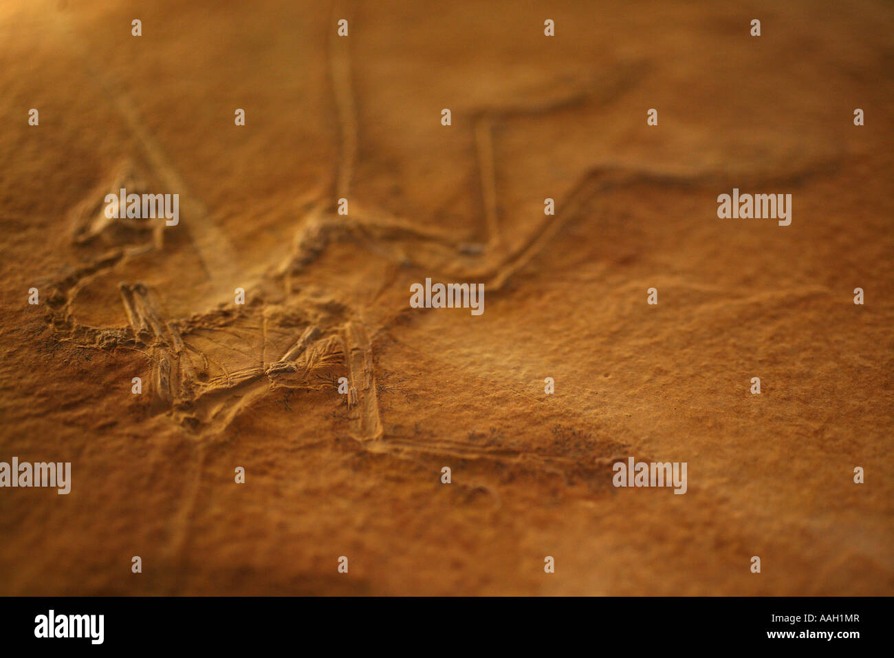 Paleonthology étudie l'histoire de la vie sur terre au musée Naturalis Leiden editorial Utilisez uniquement Banque D'Images