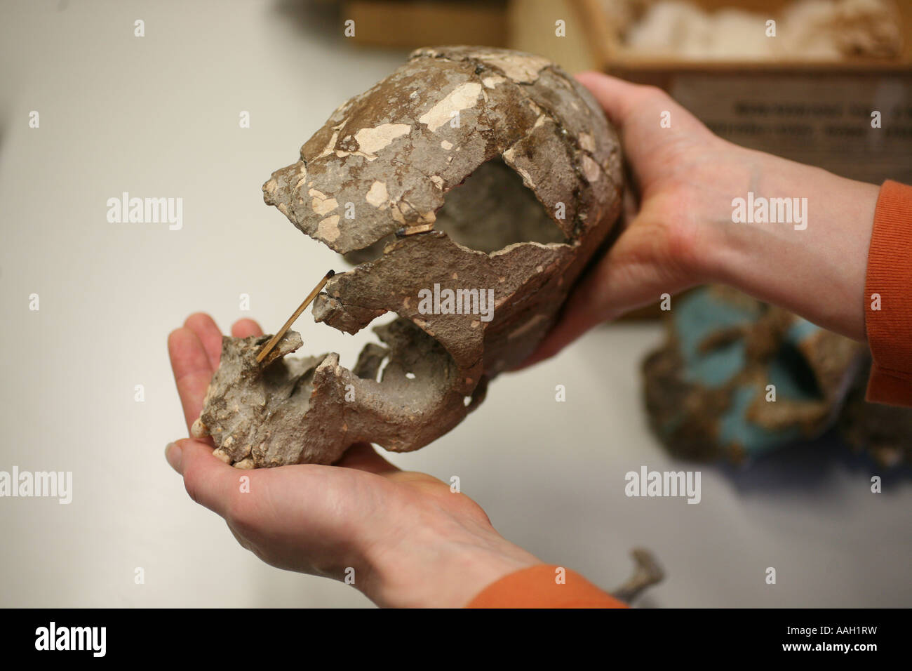 Paleonthology étudie l'histoire de la vie sur terre au musée Naturalis Leiden editorial Utilisez uniquement Banque D'Images